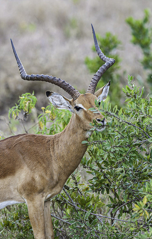 黑斑羚(Aepyceros melampus)是一种中型羚羊，产于非洲东部和南部。肯尼亚桑布鲁国家保护区。男性。